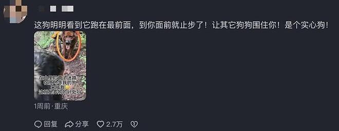 上山捡菌子把自己捡丢了，小姐姐在山林里吓坏了…狗子们出现的那一刻，直接泪崩！ - 7