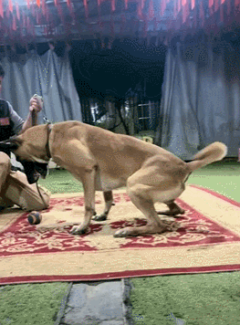 训导员和搜救犬比憋气，没想到为了赢居然作弊……狗子气得破口大骂：你这个老6，你才是真的狗啊！ - 1
