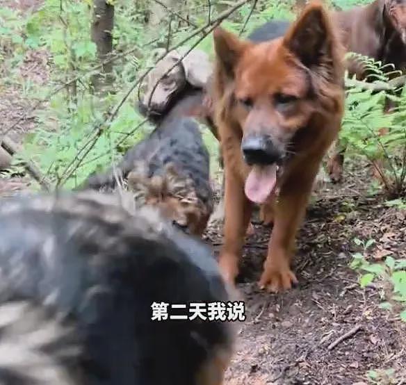 上山捡菌子把自己捡丢了，小姐姐在山林里吓坏了…狗子们出现的那一刻，直接泪崩！ - 2