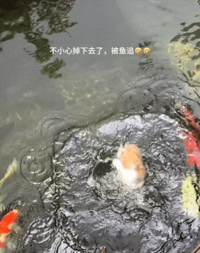 小猫掉进池塘，被一群锦鲤追着跑！网友：这阵仗，跟我在鸡窝被啄有得一拼… - 2
