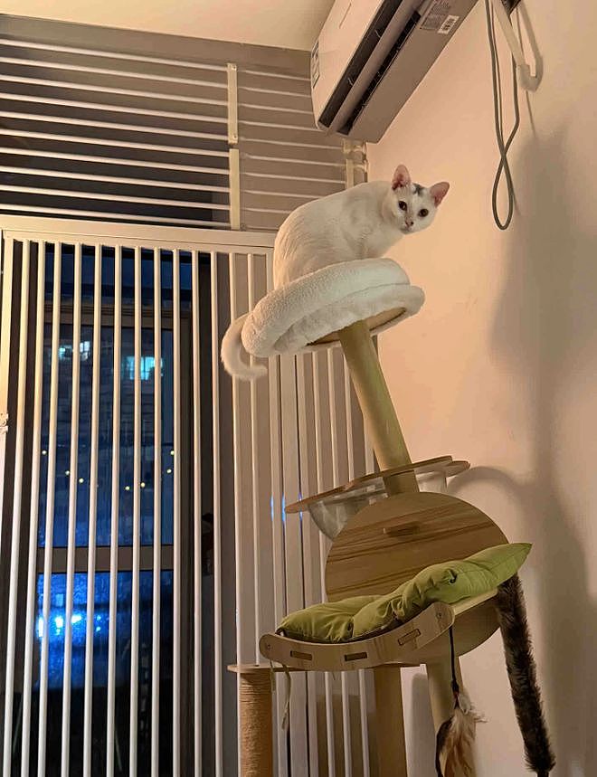 花钱给猫买猫爬架，客服说包稳的……结果猫站上去抖成筛子：这是地震体验馆? - 5