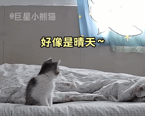 铲屎官周末懒床，监控拍下小猫咪独自起床的全过程，天啦噜怎么会有这么乖的小猫！ - 5