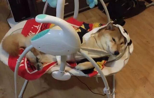 柴犬看到新买的婴儿床，结果却躺了进去，狗：我也是宝宝！ - 2