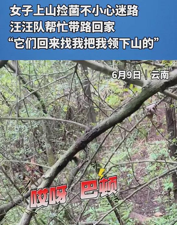 上山捡菌子把自己捡丢了，小姐姐在山林里吓坏了…狗子们出现的那一刻，直接泪崩！ - 1