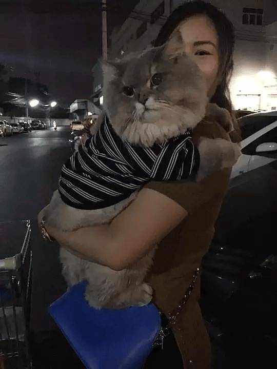 100斤的胖猫比煤气罐大引人纷纷围观拍照,美女惊呼:看到它的八块腹肌了!! - 3