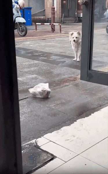 烤鸭店门口出现奇景，一群小狗自觉排队，只为等老板发福利……网友笑称：鸭屁股侠出山了！ - 5