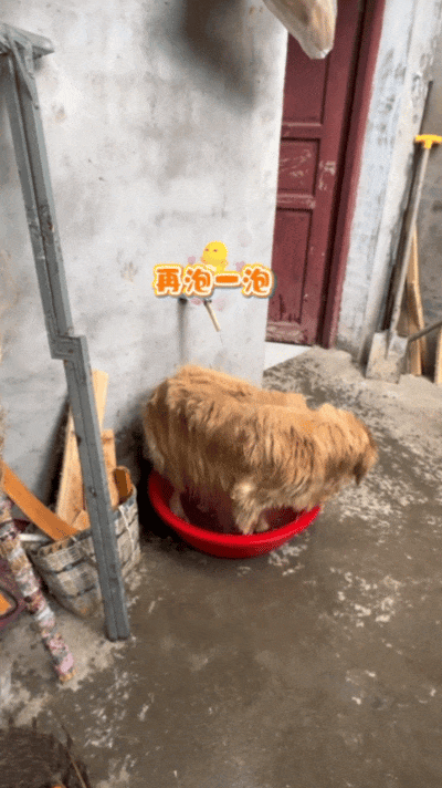 狗子出去玩回来脏兮兮的，回来自个打开了水龙头，狗：见喜欢的人当然要干干净净！ - 6