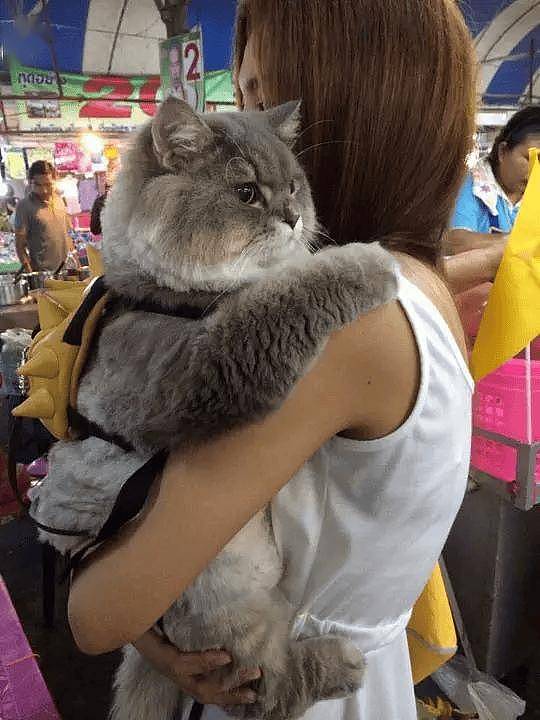 100斤的胖猫比煤气罐大引人纷纷围观拍照,美女惊呼:看到它的八块腹肌了!! - 1