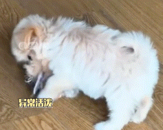 主人失去爱犬一年后捡回一只小狗，当她喊出那个名字时……泪目了！ - 3