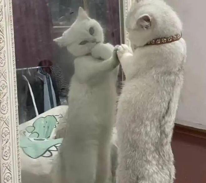 猫和老公一起看电视时同步回头，主人瞬间发现了真相：原来它们真的会偷偷拜师学艺… - 13