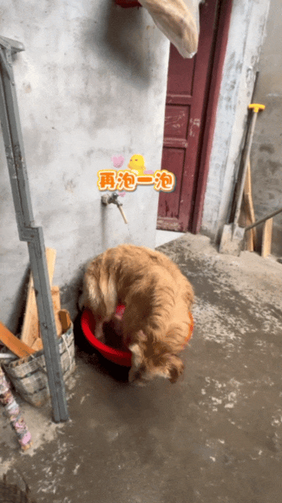 狗子出去玩回来脏兮兮的，回来自个打开了水龙头，狗：见喜欢的人当然要干干净净！ - 7