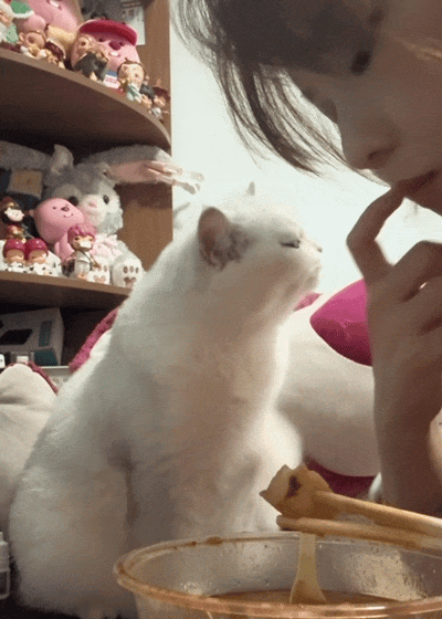 猫咪盯主人吃饭馋哭了，三次暗示主人都假装看不懂，网友：孩子都快急得说人话了！ - 5
