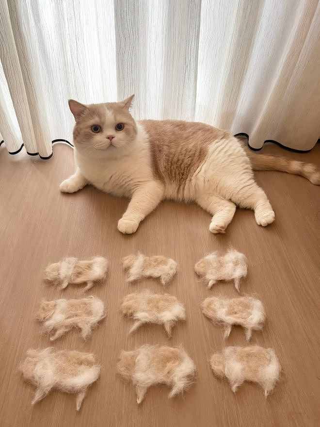 主人官宣自家公猫生了9个娃，结果全家福一看……猫都懵了哈哈哈！ - 1