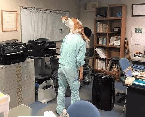 大橘骚扰公女员工惨遭逮捕,警察蜀黍笑哭:太胖了,抬不动! - 6