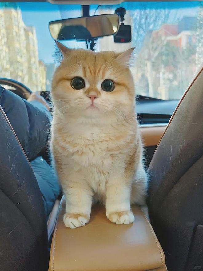 超可爱小猫陪主人上班一天后，状态发生巨变，网友：它也染上班味了！ - 1