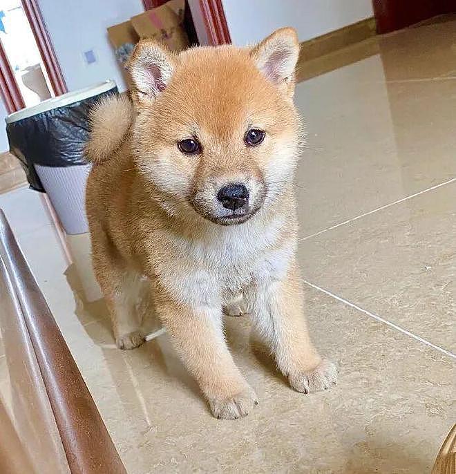 柴犬小时候长得超级可爱，但长大后……差点没笑死，你真没换了只狗？ - 2