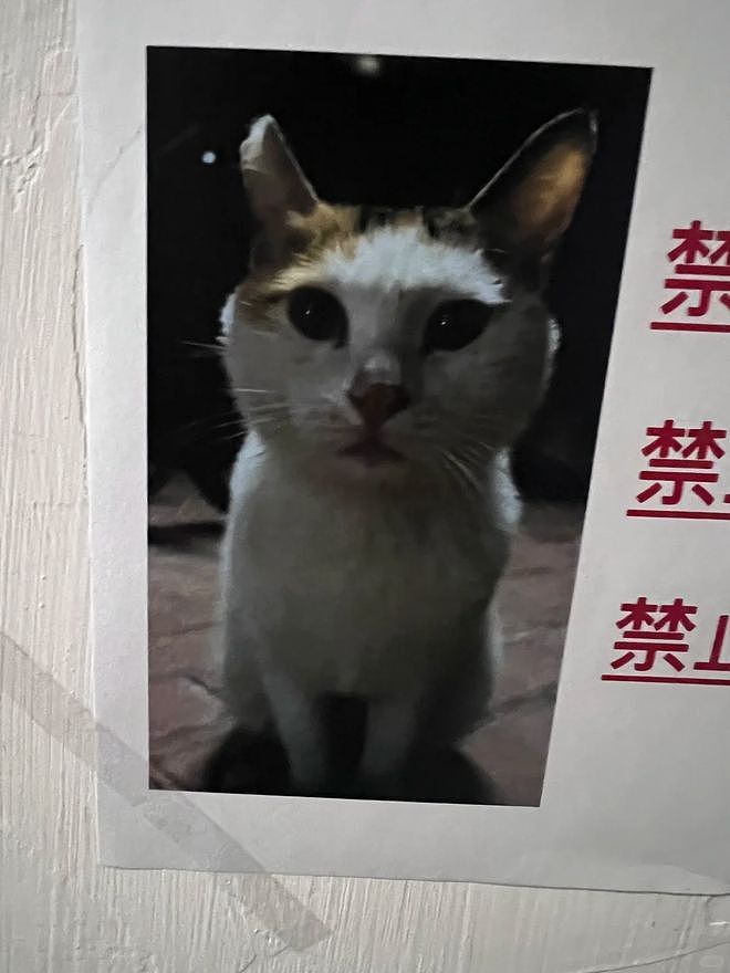宿舍电梯贴出三遍警告：禁止此猫乘坐！真相曝光后，大家都被暖到了！ - 2