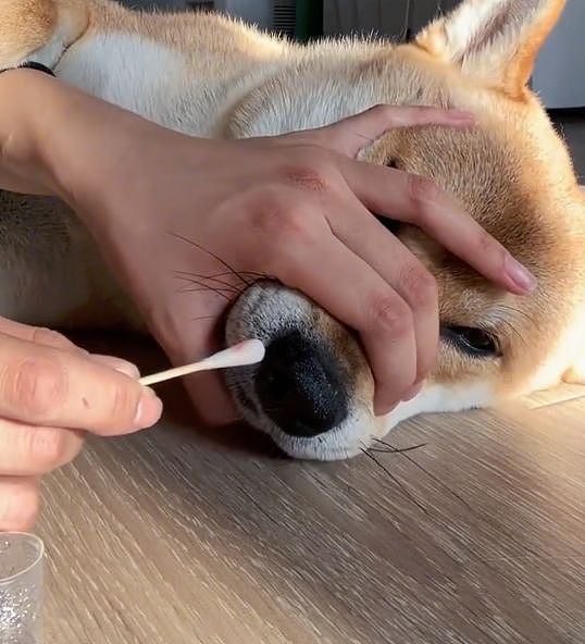分手后狗狗被带走，凌晨三点主人开门……狗小心翼翼地出现在门口：别不要我啊，我会乖乖听话的！ - 2