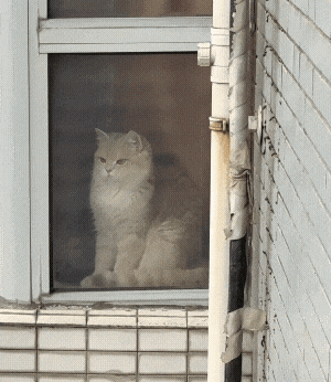 隔壁小猫隔窗狂骂她，还以为有仇，镜头一转…骂得一点都不冤！ - 6