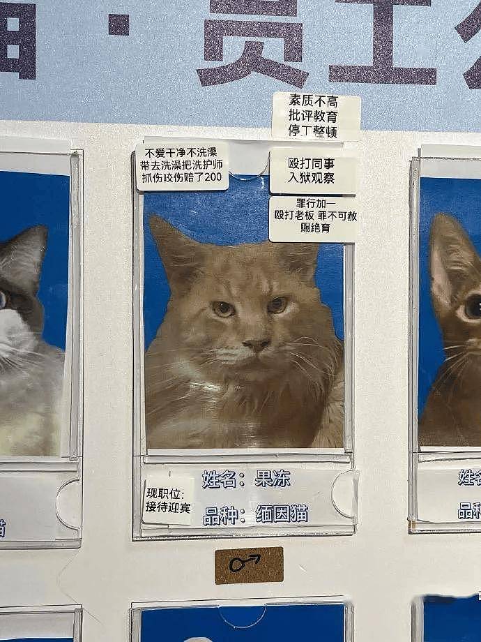 公示栏简直没谁了,卧龙凤雏都不敢这样贴猫,网友:这是要笑死! - 6