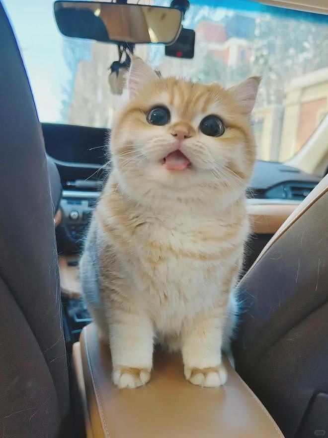 超可爱小猫陪主人上班一天后，状态发生巨变，网友：它也染上班味了！ - 2