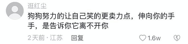分手后狗狗被带走，凌晨三点主人开门……狗小心翼翼地出现在门口：别不要我啊，我会乖乖听话的！ - 4