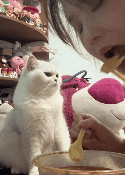 猫咪盯主人吃饭馋哭了，三次暗示主人都假装看不懂，网友：孩子都快急得说人话了！ - 3
