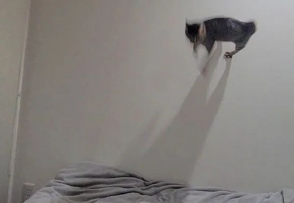 领导想养猫，网友给他看了几张自己养的狸花猫……领导看完沉默了：不养猫也挺好的 ！ - 3