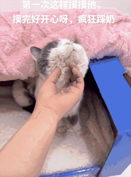 送养出去第二天，小猫自己跑回来了…结局看得人想哭！ - 13