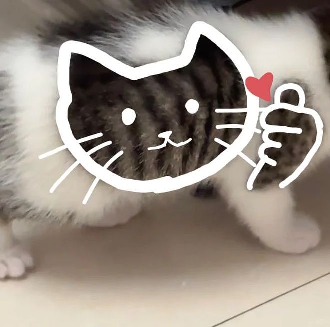 网友说他家猫很特别，我一看不就是只小美猫嘛？结果看到全身照时……哇哦身上还有一个猫头！ - 5