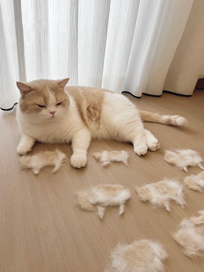 主人官宣自家公猫生了9个娃，结果全家福一看……猫都懵了哈哈哈！ - 2