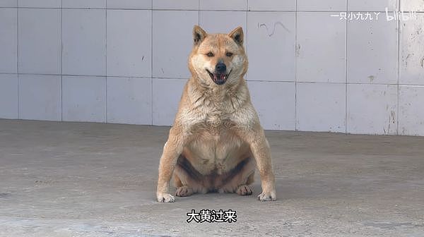 轮胎厂家找了两个女生直播带货，卖轮胎现场评论区全是备胎哈哈 - 3