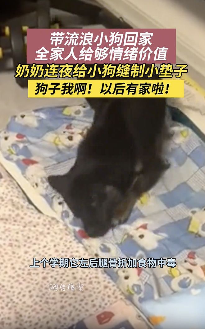 以为毕业季又是流浪狗的噩梦，谁知这只小狗直接被跨大半个中国带回家…小狗开心得直打滚！ - 3