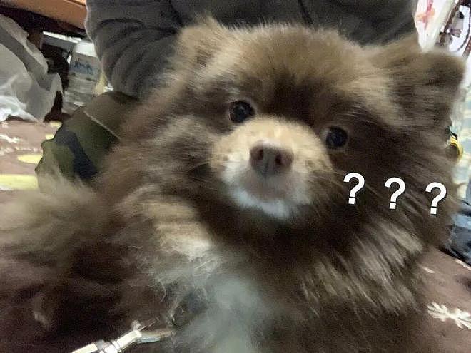 网友遛狗时总被人投诉养了头小熊……点进去一看，这还真不能怪人家啊！ - 6
