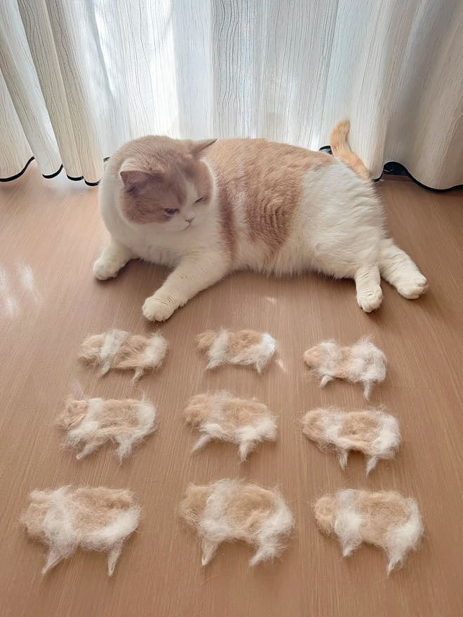 主人官宣自家公猫生了9个娃，结果全家福一看……猫都懵了哈哈哈！ - 4