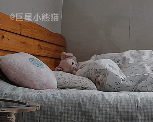 铲屎官周末懒床，监控拍下小猫咪独自起床的全过程，天啦噜怎么会有这么乖的小猫！ - 2