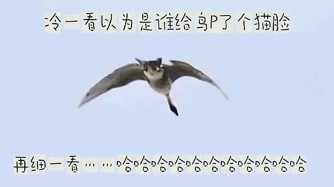 女生拍妩媚舞蹈视频结果腿抽筋意外爆火！姑娘你是那种人但不是那块料啊哈哈 - 33