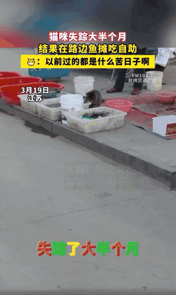 狸花猫离家出走十几天后回家疯狂炫饭，边吃边喵喵叫：我在外面过的到底是什么日子啊！ - 3