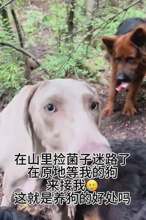 上山捡菌子把自己捡丢了，小姐姐在山林里吓坏了…狗子们出现的那一刻，直接泪崩！ - 5