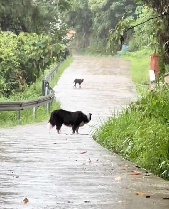 两只狗狗在雨里告别，明明都在等对方回头，却一次次错过了……网友：比偶像剧还虐！ - 4