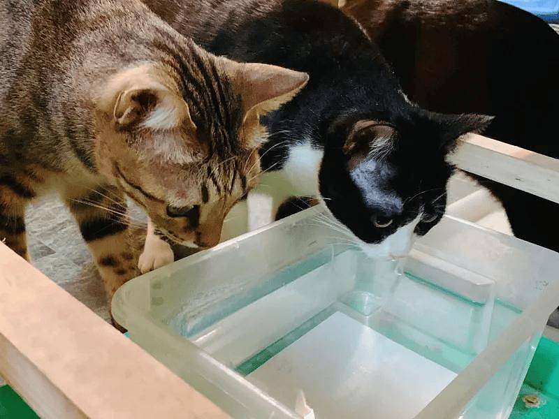 这猫喝完水后坚持要洗脚,经常把木架弄湿,没想却长出了蘑菇! - 5