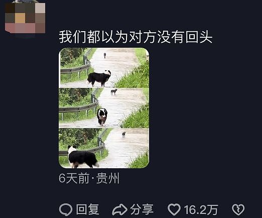 两只狗狗在雨里告别，明明都在等对方回头，却一次次错过了……网友：比偶像剧还虐！ - 7