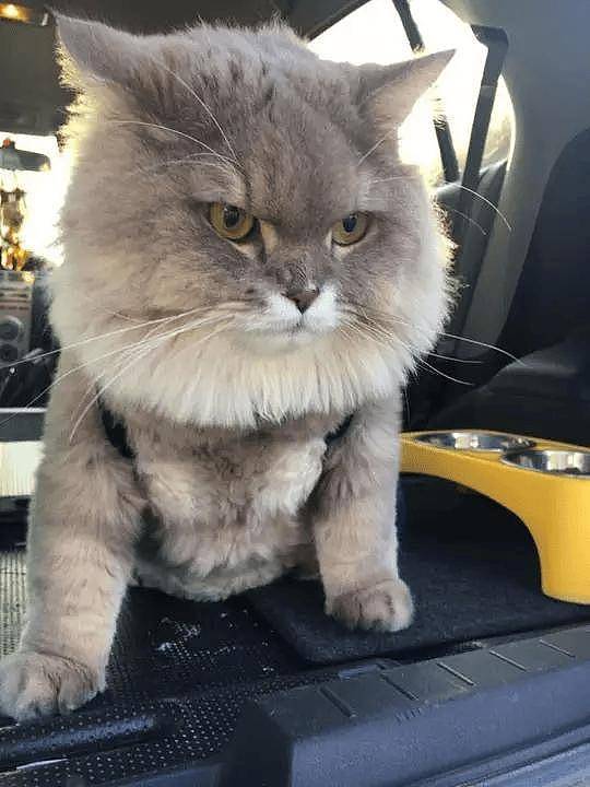 100斤的胖猫比煤气罐大引人纷纷围观拍照,美女惊呼:看到它的八块腹肌了!! - 5