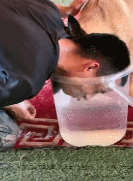 训导员和搜救犬比憋气，没想到为了赢居然作弊……狗子气得破口大骂：你这个老6，你才是真的狗啊！ - 13