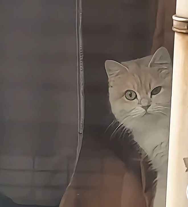 隔壁小猫隔窗狂骂她，还以为有仇，镜头一转…骂得一点都不冤！ - 4