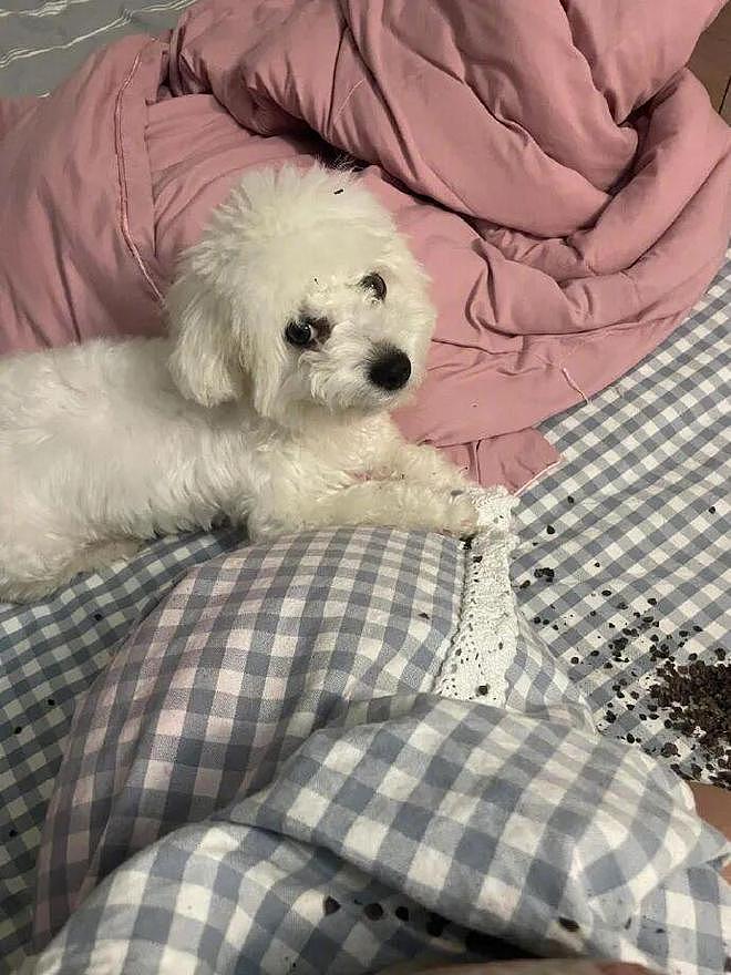 半夜听见咔呲咔呲的声音，挂吓人的……睁眼一看血压直接上来了！ - 1