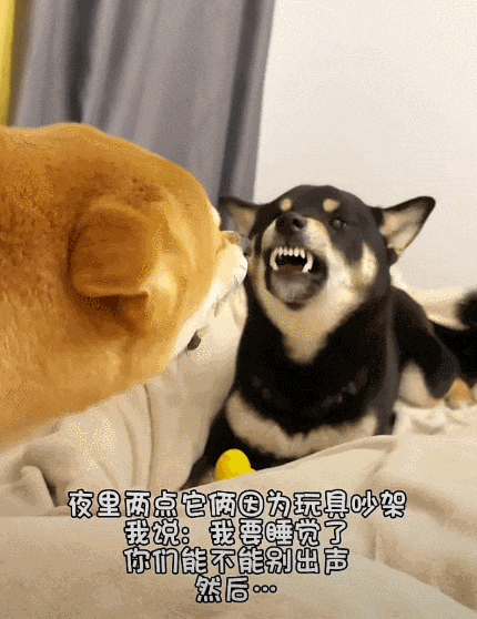 两只柴犬大半夜为了抢玩具吵架，主人让他们别吵着人睡觉，，没想到真安静了……但画面比吵架还离谱！ - 1