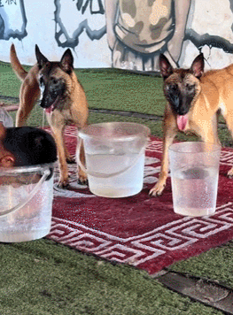 训导员和搜救犬比憋气，没想到为了赢居然作弊……狗子气得破口大骂：你这个老6，你才是真的狗啊！ - 4