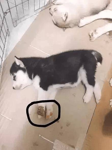 哈士奇生了一窝宝宝，可铲屎官看到它们的睡姿后，瞬间慌了！ - 9