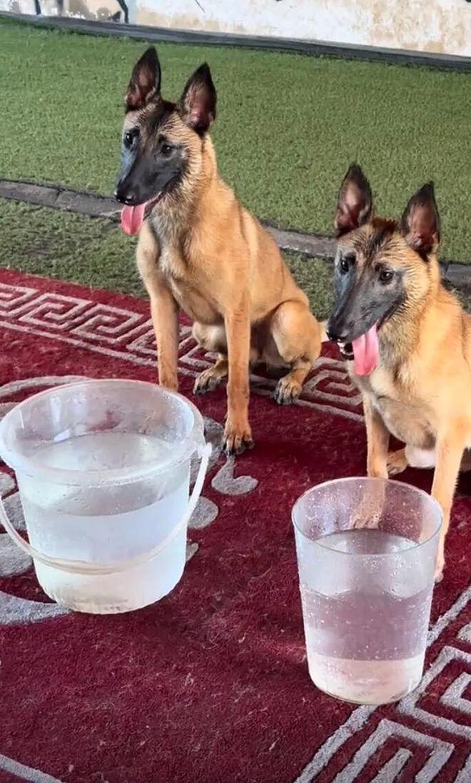训导员和搜救犬比憋气，没想到为了赢居然作弊……狗子气得破口大骂：你这个老6，你才是真的狗啊！ - 3